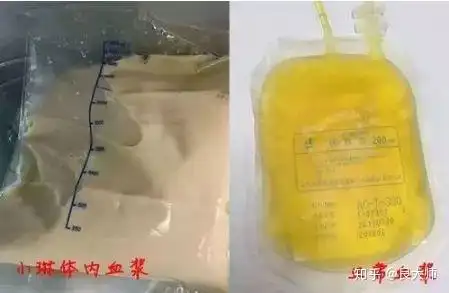 网红黑料老虎菜,_小龙坎地沟油事件_小龙坎后厨卫生问题